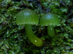 Image of Gliophorus viridis (G. Stev.) E. Horak 1971