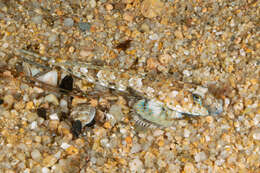 Image of Reticulated Dragonet