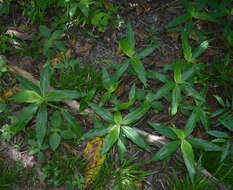 Слика од Pollia macrophylla (R. Br.) Benth.