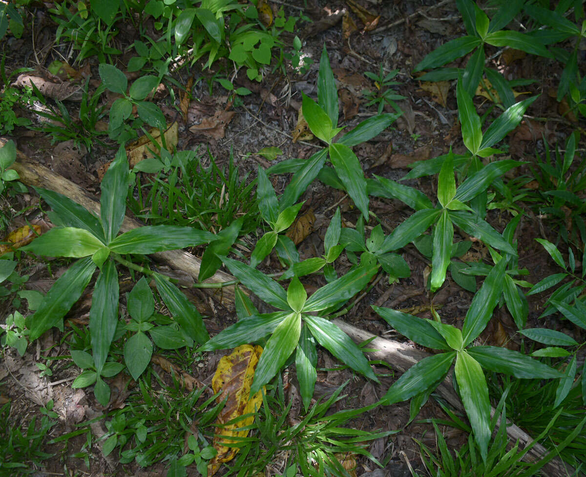 Слика од Pollia macrophylla (R. Br.) Benth.