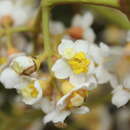 Image of Miconia floribunda (Bonpl.) DC.
