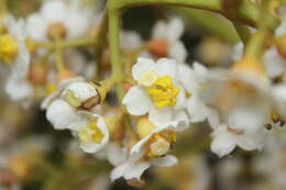 صورة Miconia floribunda (Bonpl.) DC.