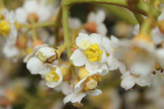 Image of Miconia floribunda (Bonpl.) DC.