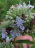 Image of Pycnanthemum torreyi Benth.