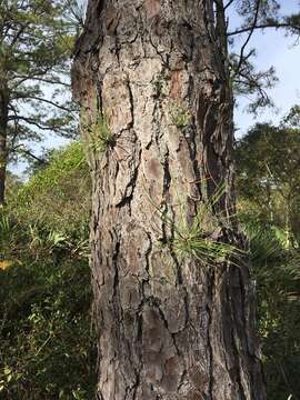 Image of Marsh Pine