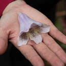 صورة Paulownia taiwaniana T. W. Hu & H. J. Chang