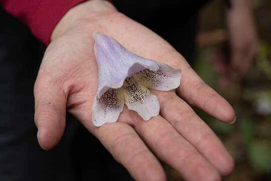 صورة Paulownia taiwaniana T. W. Hu & H. J. Chang