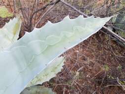 Image de Agave seemanniana Jacobi