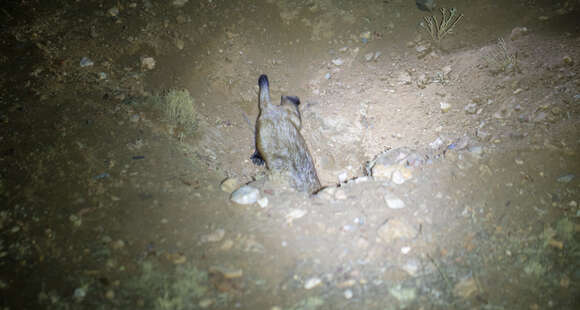 Image of Black-footed Ferret