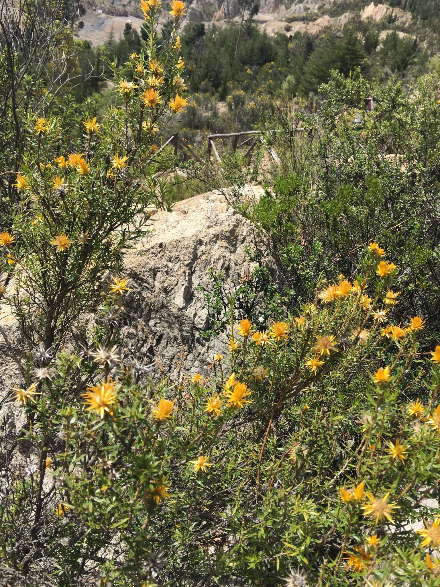 Image of Chuquiraga parviflora (Griseb.) Hieron.