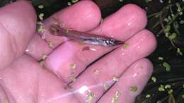 Image of Top minnow