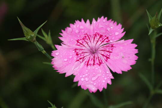 Image of Dianthus caucaseus Sims