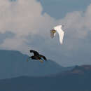 Egretta sacra albolineata (Gray & GR 1859)的圖片