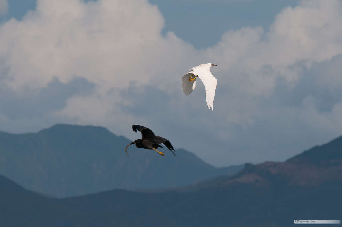 Egretta sacra albolineata (Gray & GR 1859)的圖片