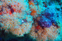 Image of Yellow encrusting anemone