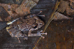 Pristimantis ockendeni (Boulenger 1912)的圖片