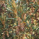 Image of Miconia salicifolia (Bonpl. ex Naud.) Naud.