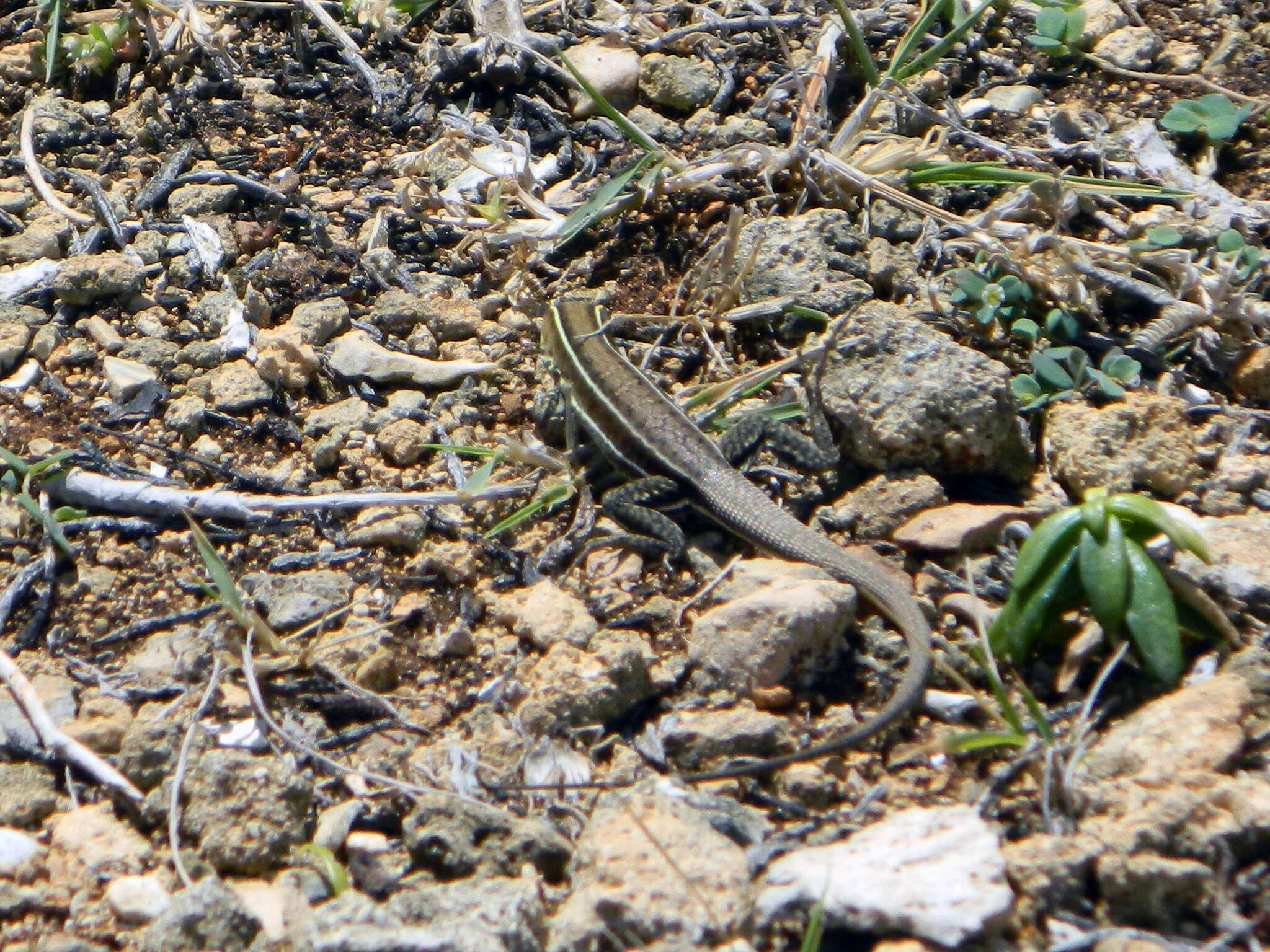 صورة Pholidoscelis griswoldi (Barbour 1916)