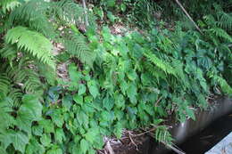 Image of Begonia ravenii C. I. Peng & Y. K. Chen