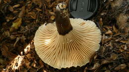 صورة Lactifluus sepiaceus (McNabb) Stubbe 2012