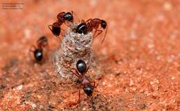 صورة Camponotus armstrongi McAreavey 1949