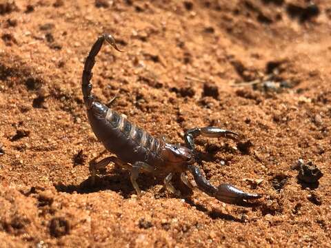 Opistophthalmus carinatus (Peters 1861) resmi