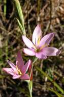 Hesperantha baurii subsp. baurii的圖片