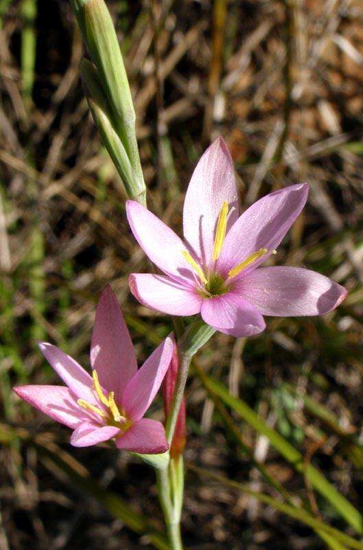 Plancia ëd Hesperantha baurii subsp. baurii