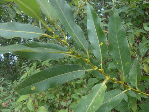 Image of Salix lasiandra var. lasiandra