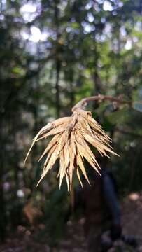 Sivun Cathariostachys madagascariensis (A. Camus) S. Dransf. kuva