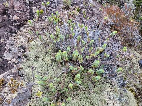 صورة Veronica gibbsii T. Kirk