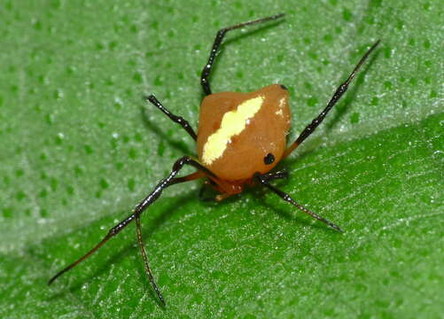 Image of Theridion quadratum (O. Pickard-Cambridge 1882)