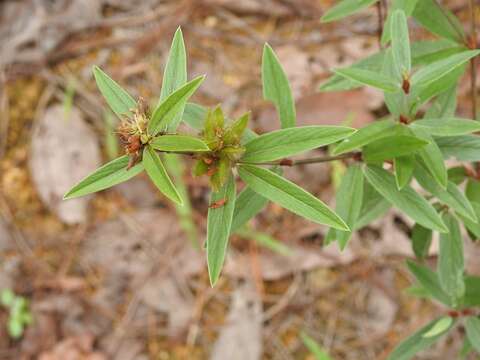 Imagem de Eriosema crinitum (Kunth) G. Don