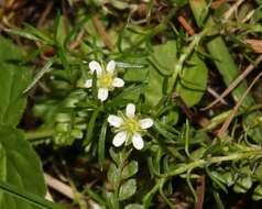 Plancia ëd Moehringia ciliata (Scop.) Dalla Torre