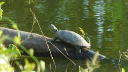 Image of Llanos Sideneck Turtle