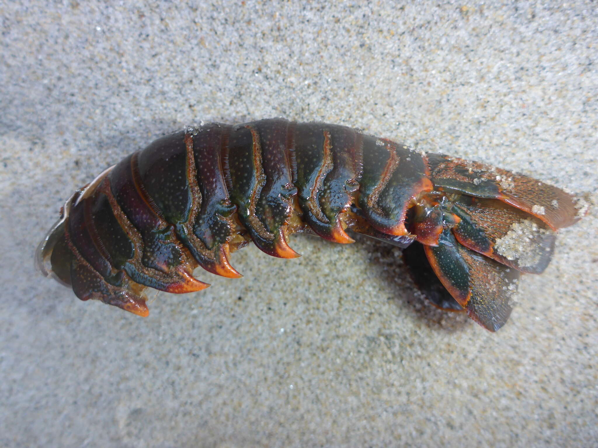 Image of California Spiny Lobster