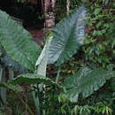 Imagem de Alocasia robusta M. Hotta