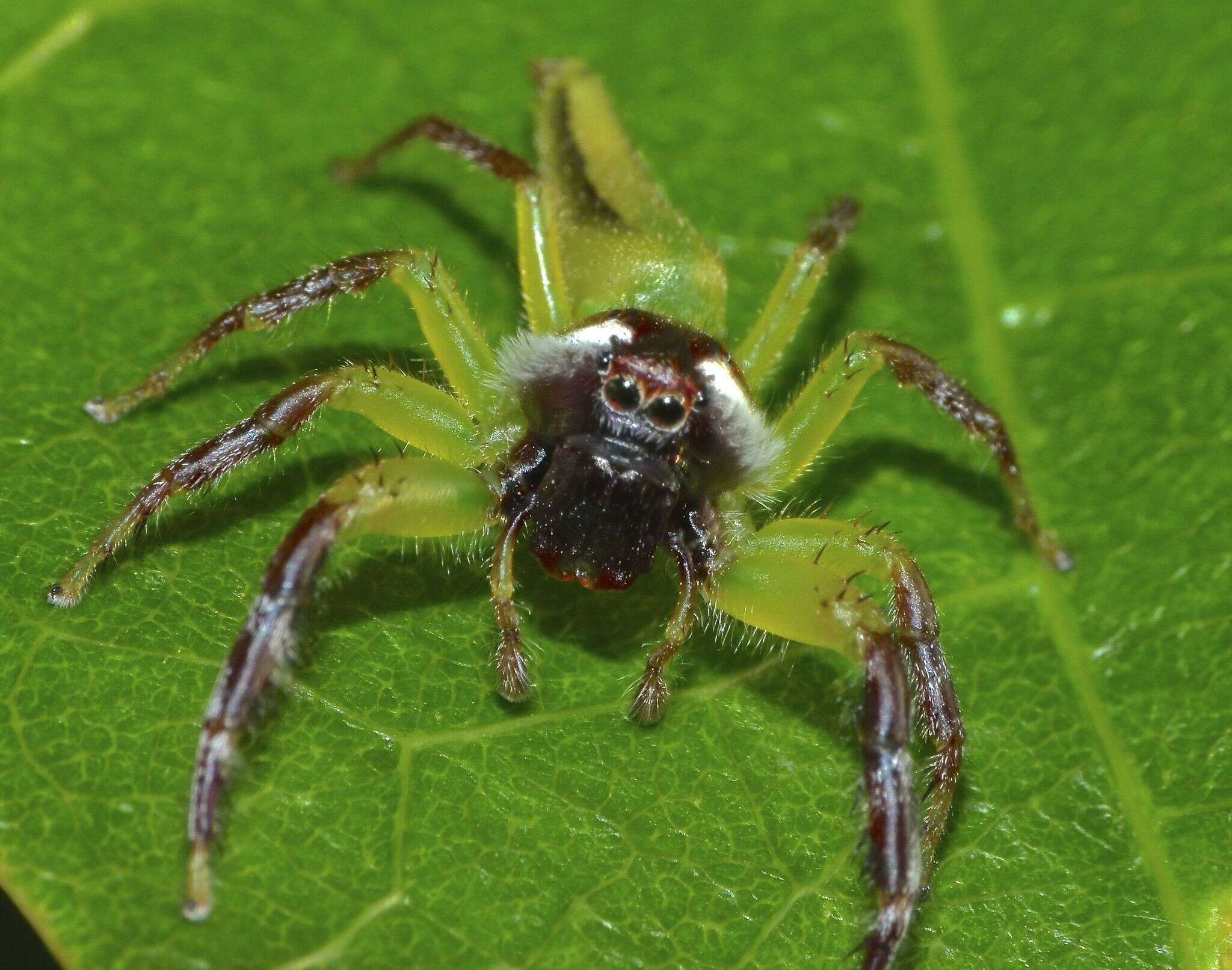 Image of Mopsus