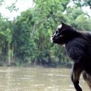 Image of Long-haired Spider Monkey