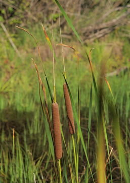 Image of Lesser Bulrush