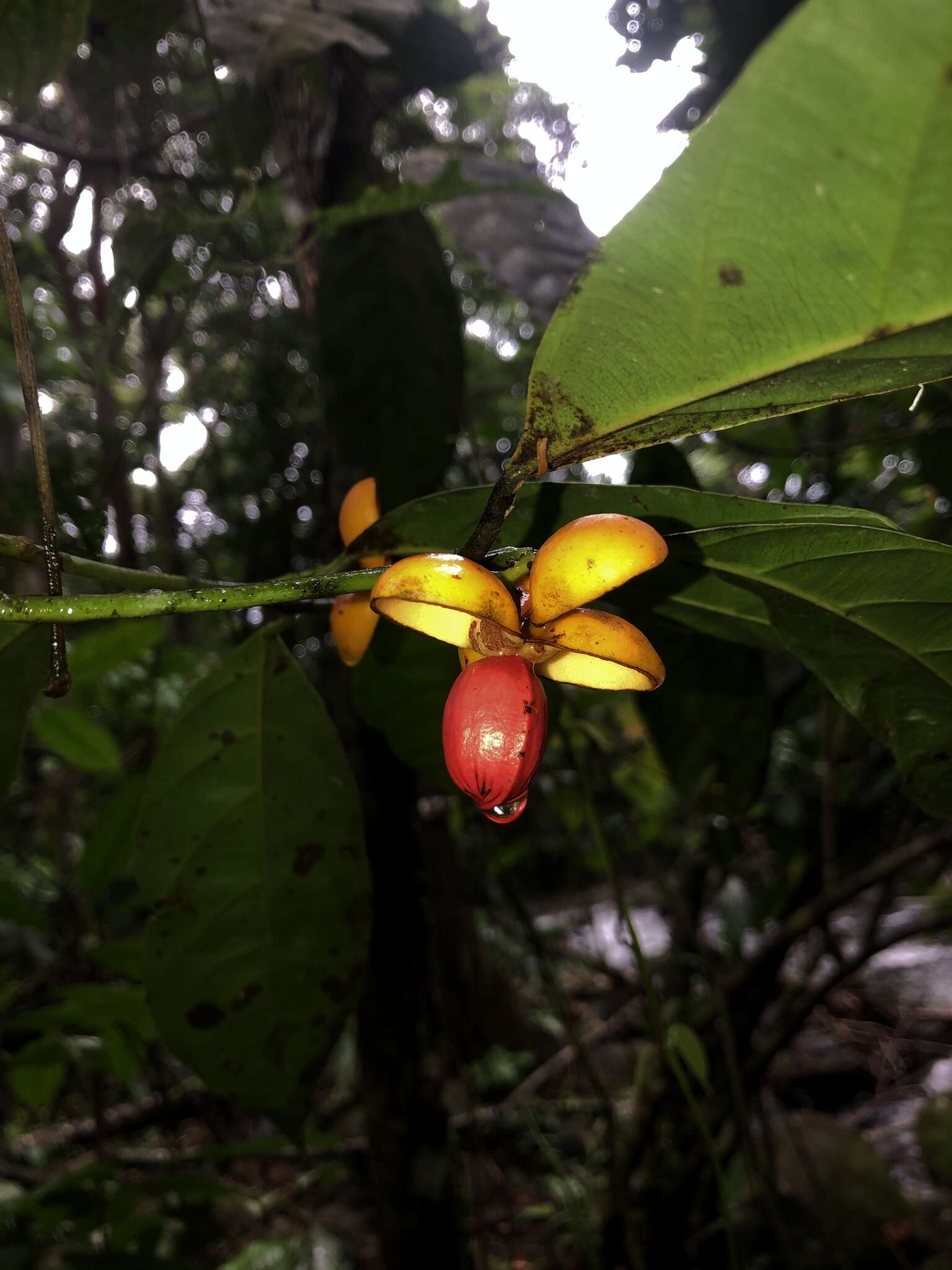 Sivun Compsoneura mexicana (Hemsl.) Janovec kuva