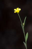 Image de Linum trigynum L.