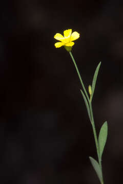 Linum trigynum L. resmi