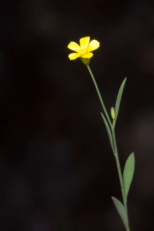 Image de Linum trigynum L.