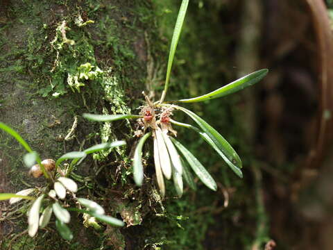 Image of Dryadella simula (Rchb. fil.) Luer