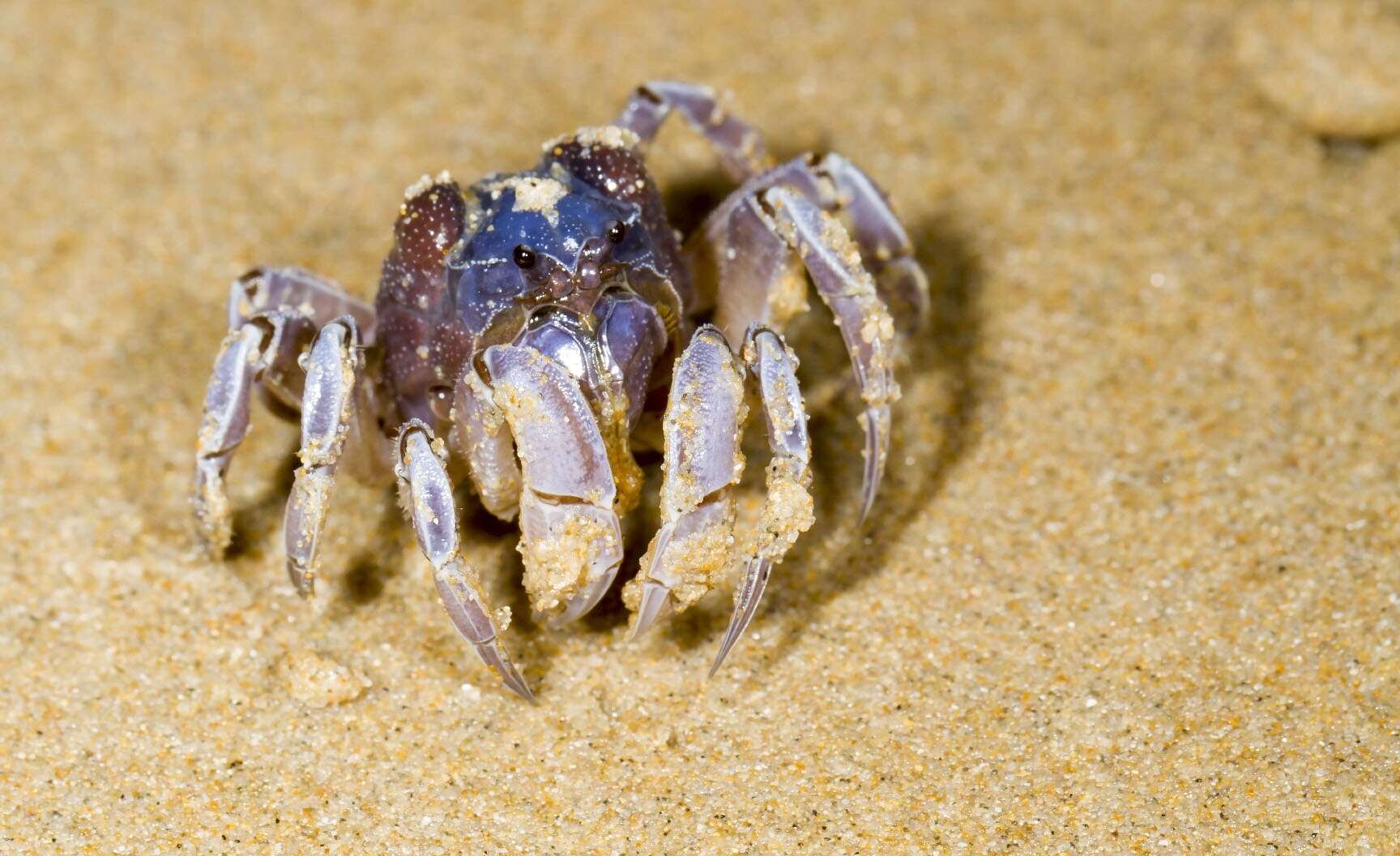 Image of dark blue soldier crab