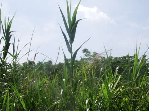 صورة Phragmites karka (Retz.) Trin. ex Steud.