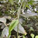 Image of Passiflora flexipes Triana & Planch.