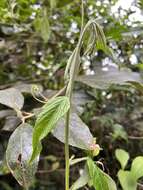 Image of Passiflora flexipes Triana & Planch.