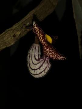 Plancia ëd Aristolochia caulialata C. Y. Wu ex C. Y. Cheng & J. S. Ma